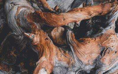 Resilience as Practice for Kingdom Dwellers (Part 1 of 5)